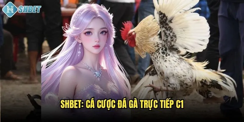 Shbet: Cá cược đá gà trực tiếp C1
