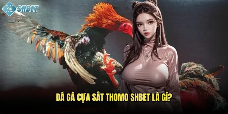 Đá gà cựa sắt Thomo Shbet là gì?