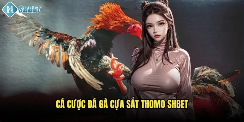 Cá cược đá gà cựa sắt Thomo Shbet
