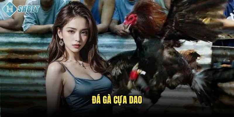 Đá Gà Cựa Dao