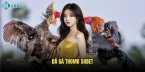 Đá Gà Thomo Shbet