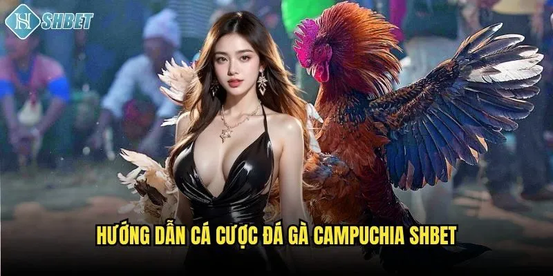 Hướng dẫn cá cược đá gà Campuchia Shbet